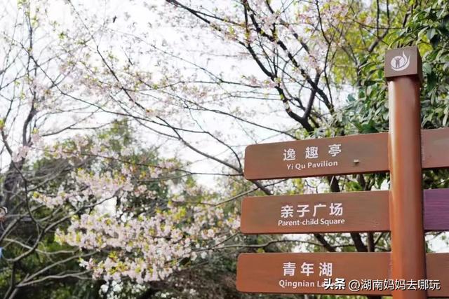 第一波樱花已盛放！带娃冲这里，市中心藏着粉色浪漫