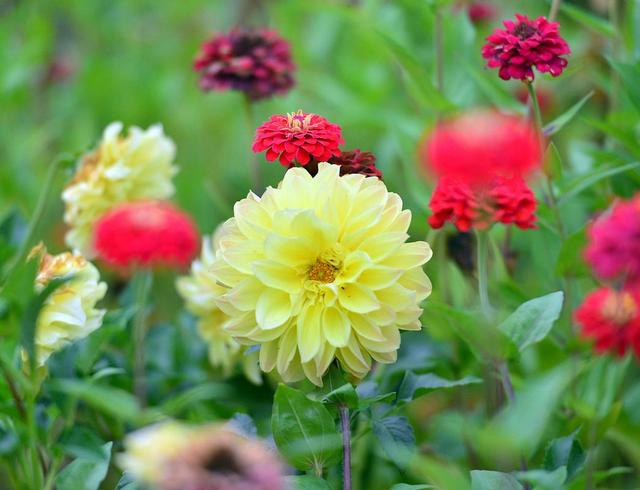 情感爆文：你的身影离我很远很远，声音却想在耳畔！