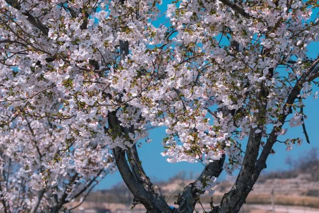 石巷、落日、采摘，济南这座古村一年四季都在“慢生活”