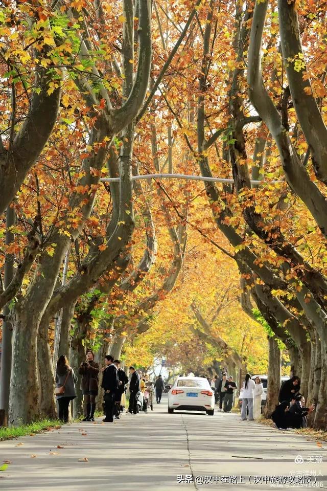 汉中老厂区的梧桐大道,太火了!