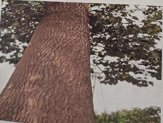 人文荟萃的泡桐之乡｜民权县王桥镇大樊集