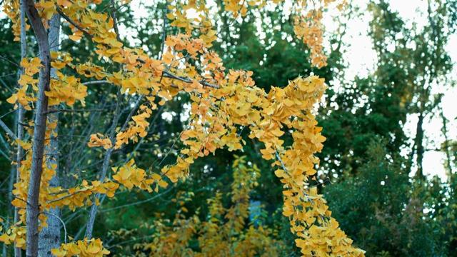 来达州宣汉，赴一场“黄金”盛宴