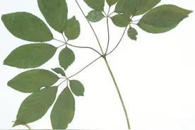 700种药材，品质经验鉴别方法图片