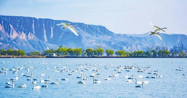“黄河一号”激活芮城文旅新活力