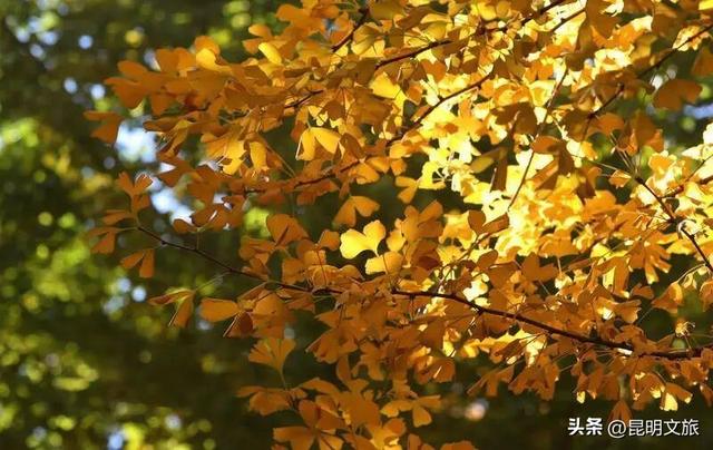 美爆！美爆！超全攻略！超出片！🤳昆明银杏黄金倒计时，抓紧时间冲~