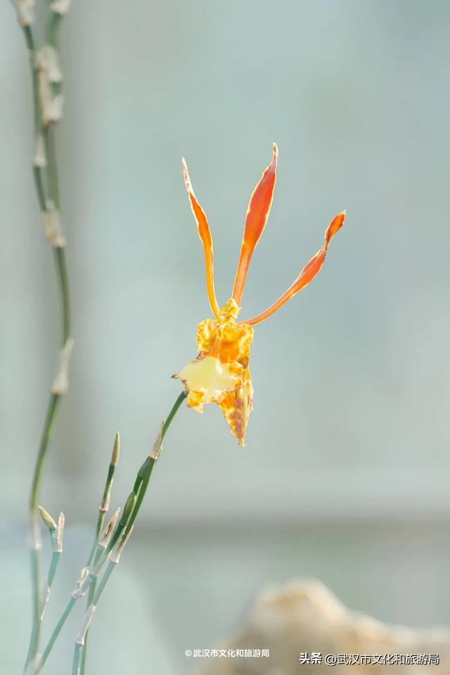 万株兰花盛放，2026赏花季，来了！