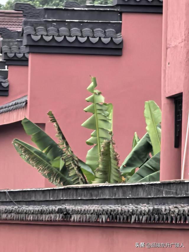中秋时节行走江南水乡礼嘉镇 东岳庙 戏台 周陈桥 王氏宗祠
