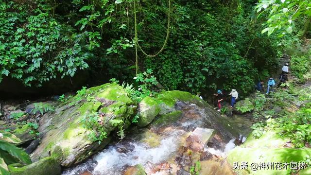 揭开龙陵古城山神秘面纱：层峦间藏着的世界级自然奇观