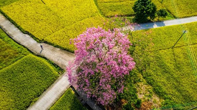 多彩阳山·每日一景｜田园美风光
