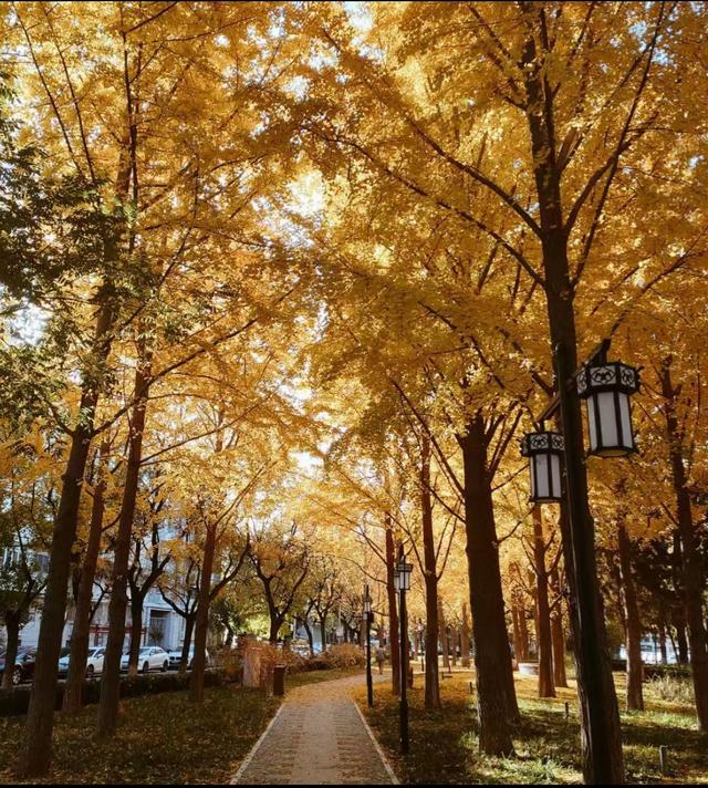 王林平随笔《初冬的追求》