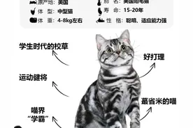 每天认识一种猫——美短虎斑图片