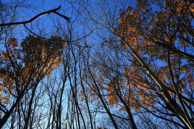 还能去哪儿赏最后一波秋色……