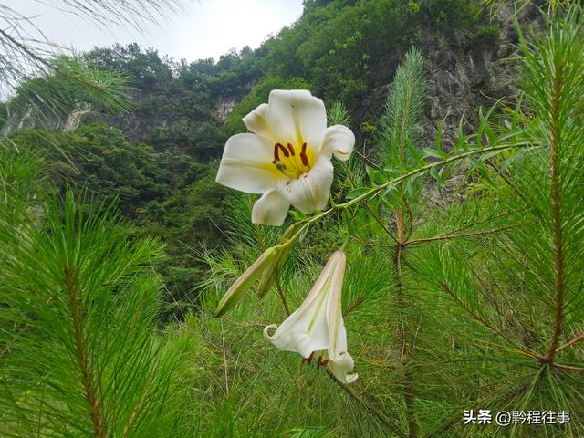 旧时古道，如今人迹罕至；峡谷中间，有一个美丽野瀑布