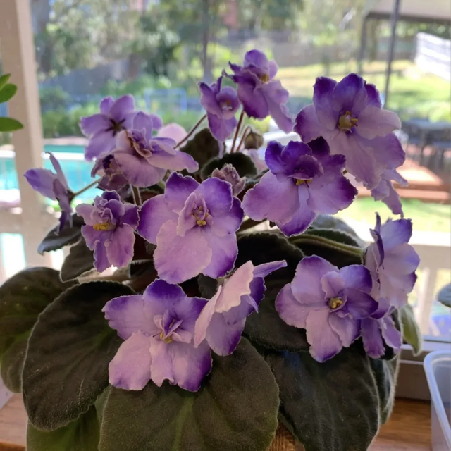 家里养这5种香花，细菌“闻味就躲”！至少摆一盆，全家少生病