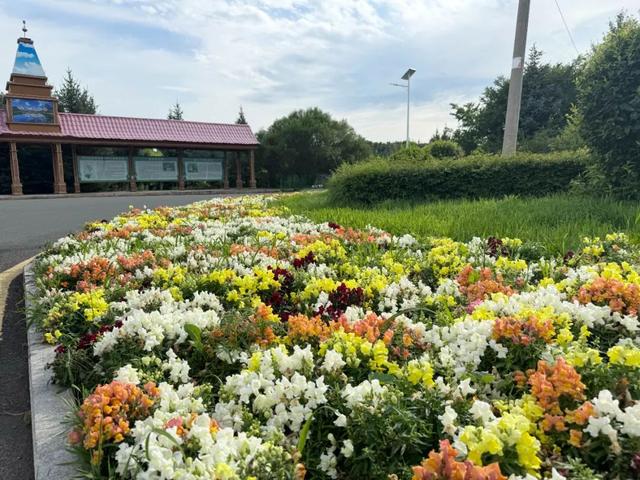 繁花与林海共舞 牙克石林场绘就夏日生态画卷