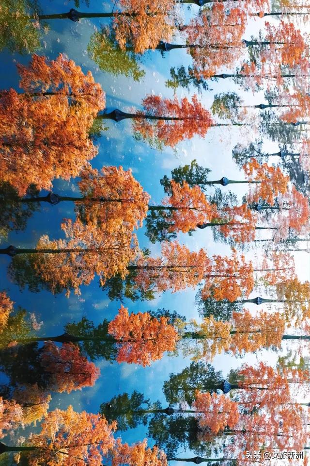 水上森林“红”了！武汉冬日观鸟秘境，邂逅油画里的万鸟齐飞