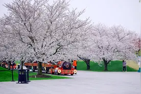 辰山樱花醉 春光不负卿图片