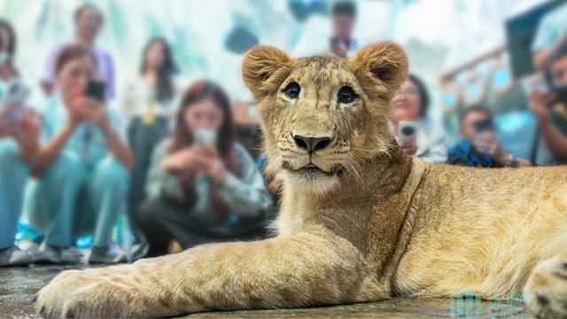 顶流“小毛”全球免费授权！哈尔滨极地公园开放文旅IP创作权限