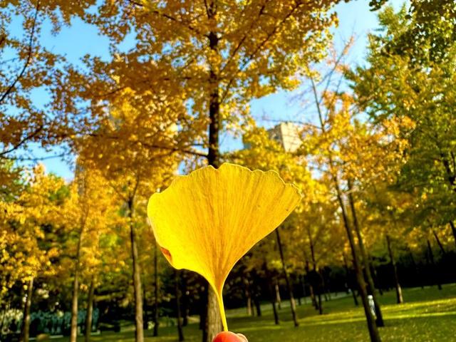 顶流回归！西安5个绝美银杏打卡地！