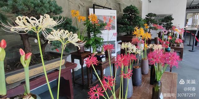 游西湖：杭州植物园之石蒜花展