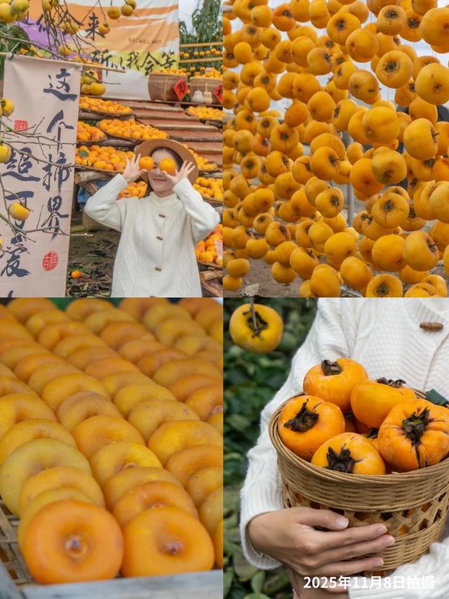 最佳观赏期！冬天来广西，指定有好“柿”！（附最新实拍图）