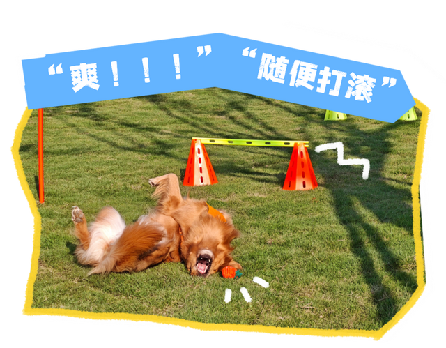 汪汪队！集合！