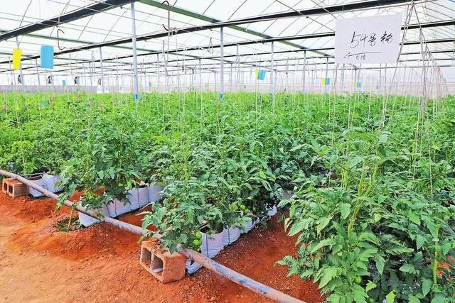 繁制全国6成蔬菜种子！为什么这里租金5000元/亩菜农也愿来种菜？