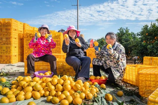 奔“县” | 橙色美好奔赴而来，你尝了么？