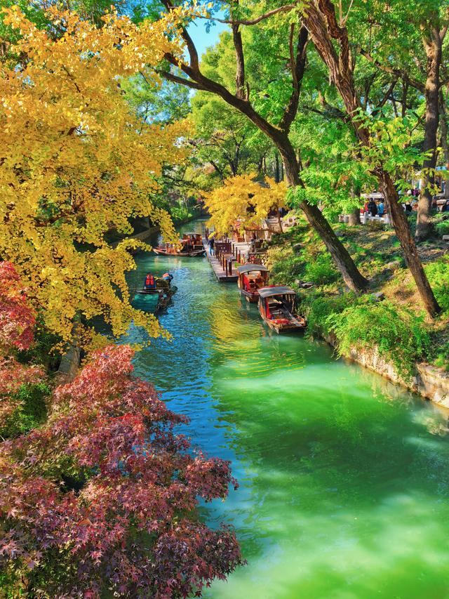 银杏鎏金，满城秋意关不住