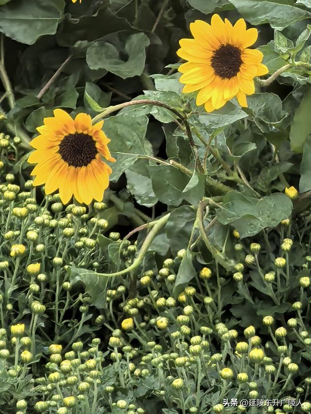 武进新天地公园菊花展 乡村田园风 今年又不同