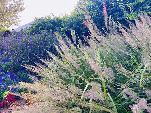 十一别挤热门景点啦！北京这处「植物乐园」藏满闯关、市集、魔术秀~