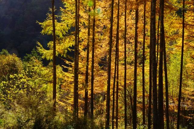 太洋公路已通车！去黄柏塬赏秋现在就出发！