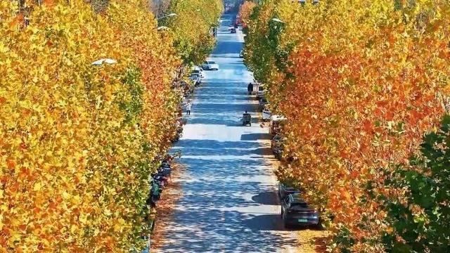 秋日限定美景，还不赶紧来拍？