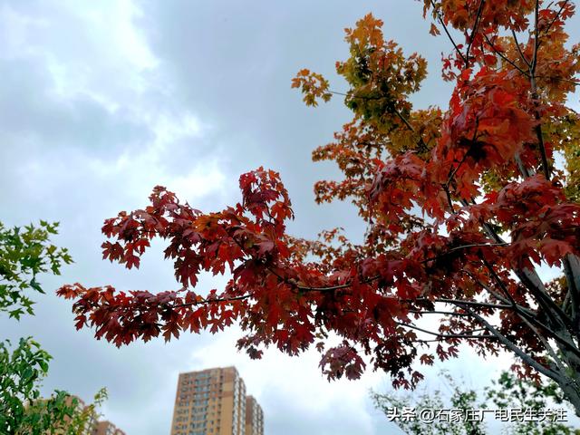 红叶知秋 赏景正当时石家庄公园广场红枫进入最佳观赏期