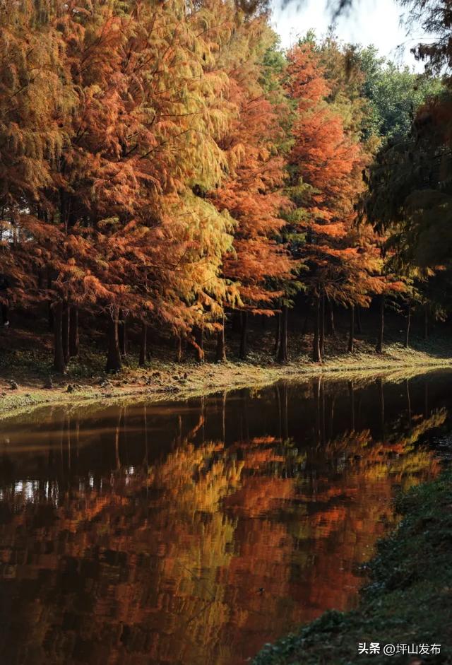 “都市栗人” 指南:坪山寻景品咖、暖过秋冬