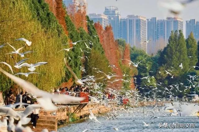 超详细攻略！在昆明官渡，与鸥共舞，六种玩法开启冬日漫游！