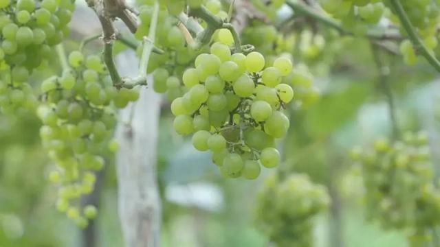 “果”然很甜！一起来品尝休宁的多“采”夏天 | 皖美夏日