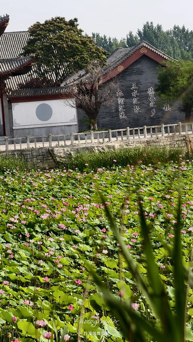 游德州武城四女寺心情爽，看一看四女寺风景区真宁静。