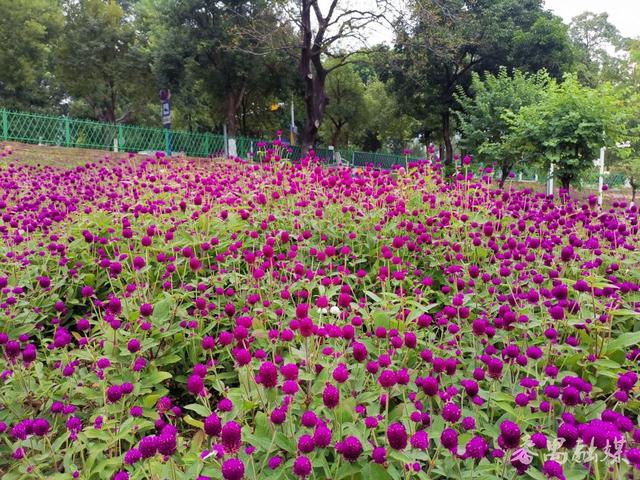 古树公园换新装 番禺东环街“百千万工程”绘就生态新景