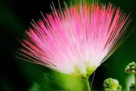 久违了，我的芙蓉树图片