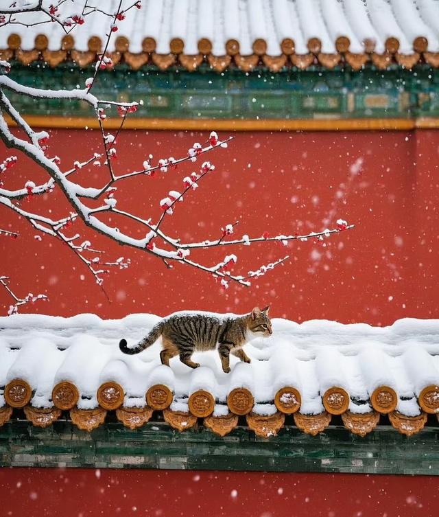 北京初雪，紫禁城美到词穷！每一帧都是千年故事感