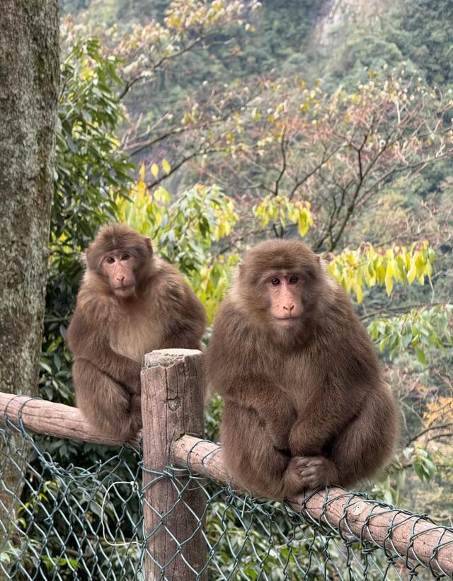 上海人爬了华山和峨眉山,实话实说,差别还是很大的