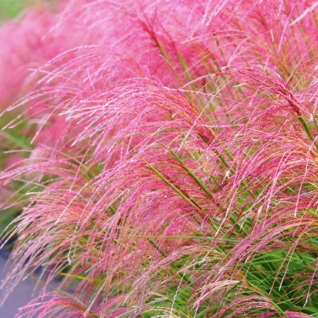 最浪漫的事，牵上“她”的手，湿地走一走