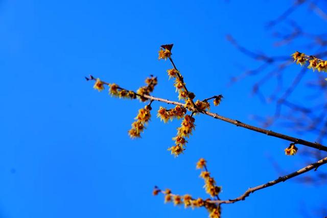 开了！开了！来闻一闻广饶2026年的第一缕花香！