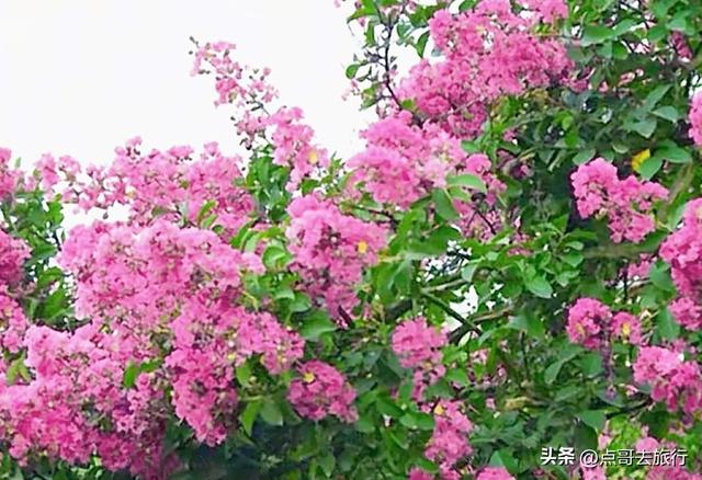 成都冷门紫薇花公园，满园紫粉超美，不要门票，公交车直达！