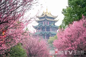 公主，请收下你的专属赏花指南 去打卡重庆“公园里的春天”图片