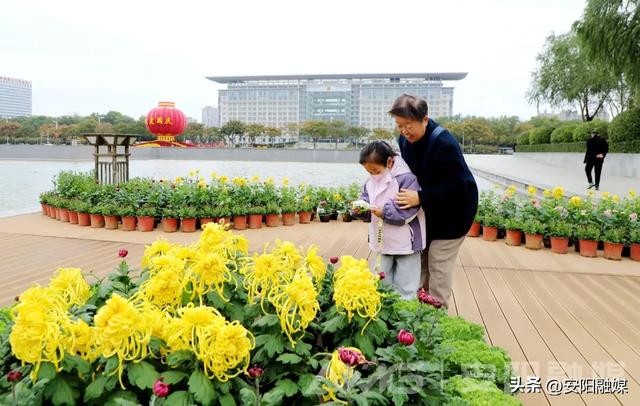 安阳市第32届菊花展开幕！持续到11月中下旬