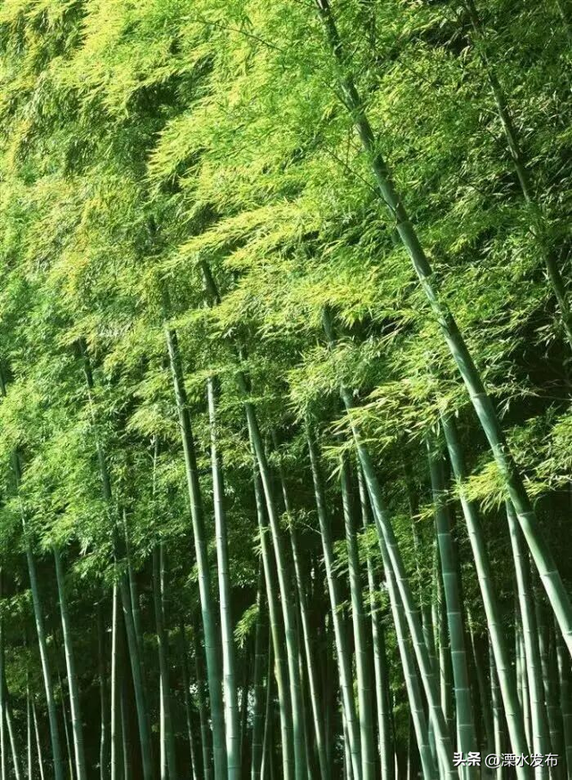 国家级“天然氧吧”，马上冲！