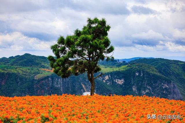 云南万寿菊花海如地毯铺满山峦