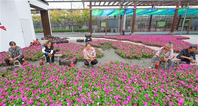 喜迎双节！牡丹樱花世界景区种下 30 万株鲜花